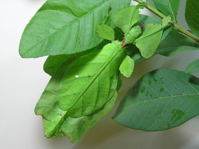 http://www.insect-mall.idv.tw/PHOTO/PHYLLIIDAE-PHYLLIUM-GREEN.jpg